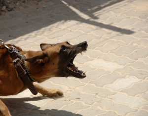 Descubra cinco raças de cachorro que podem ser consideradas perigosas