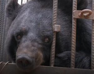 Depois de dois anos, mulher descobre que seu pet não era um cachorro