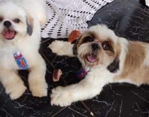 Cachorro é morto com tijolada após discussão entre vizinhos