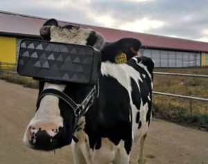 Vacas russas usam óculos de realidade virtual para reduzir ansiedade e produzirem mais leite