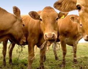 7% dos norte americanos acreditam que achocolatado é produzido por ‘vacas marrons’