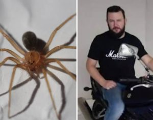 Homem morre na UTI após ser picado por aranha marrom no Paraná