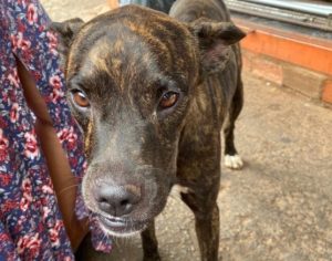 Há um mês, cachorro espera na porta de unidade de saúde pelo dono que morreu no local