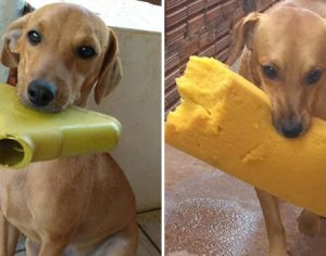 ‘Cachorro gentil’ reúne objetos para presentear os donos todos os dias