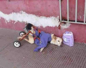 Cadela é encontrada abandonada na cadeira de rodas sem água e comida