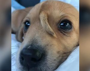Cãozinho nasce com rabinho na cabeça e recebe apelido de “unicórnio”; assista