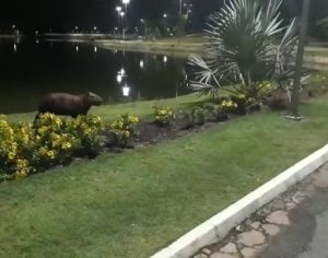 Capivara corre atrás e ataca cachorra rottweiler em parque; assista o vídeo