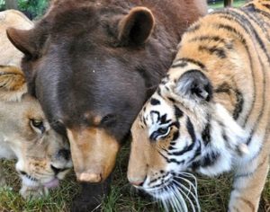 Após serem resgatados de um traficante, leão, urso e tigre se tornam amigos inseparáveis
