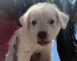 Estudante vai fazer Enem e volta pra casa com cachorro adotado