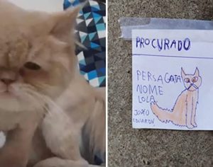 Menino espalha desenhos feitos a mão em postes e reencontra gata perdida