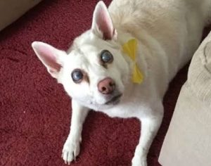 Cachorra fica cega após estresse por conta de fogos de artifício