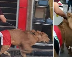 Homem leva leão para enfrentar cães da polícia em protesto; assista o vídeo