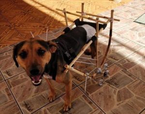 Estudante paranaense cria cadeira de rodas para cachorros feita de bambu