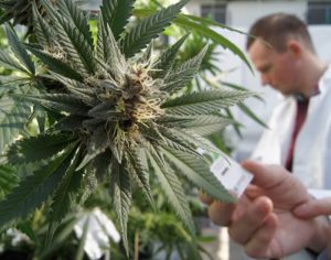 Empresa contrata pessoa para fumar maconha e paga salário de R$ 12 mil