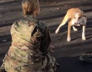 Reencontro de militar com o seu cachorro viraliza nas redes; assista