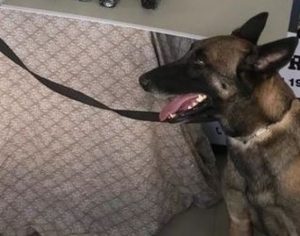 Cadela farejadora da PRF morre de parada cardíaca por causa de fogos após vitória do Flamengo
