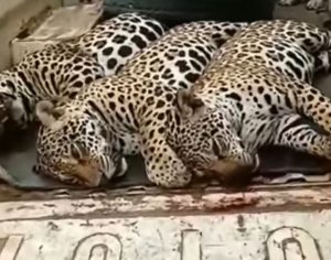 Polícia investiga vídeo que mostra onças-pintadas mortas em caminhonete; assista