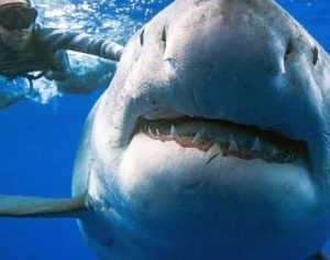 Mergulhadora é surpreendida por enorme tubarão fêmea grávida e vídeo viraliza