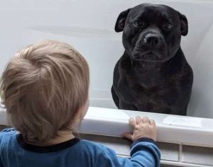 Cachorra invade casa do vizinho todas as noites para tomar banho com as crianças