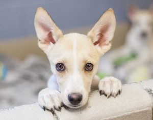 Londrina promove campanha contra o abandono de animais