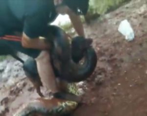 Ciclista pula na água para salvar seu cão da boca de uma sucuri de 4 metros; assista