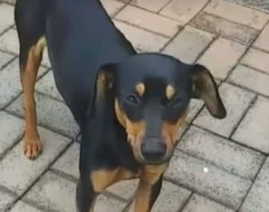 Cãozinho de rua salva vida de vítima de sequestro no Norte do Paraná