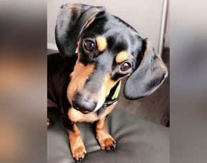 Cão é sacrificado por engano em clínica veterinária
