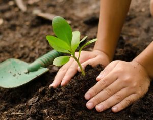 Maratona Verde pretende plantar até 40 mil árvores em Londrina