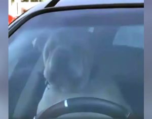 Cachorro esquecido dentro de carro aperta buzina até dono voltar; assista