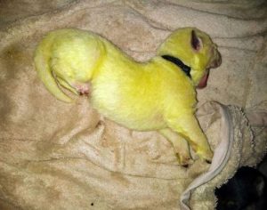 Cachorro nasce verde-limão e intriga donos; entenda o motivo