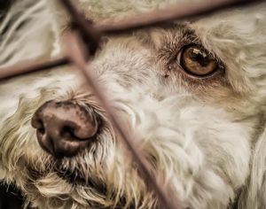 SEMA divulga telefones para denúncia de maus-tratos aos animais