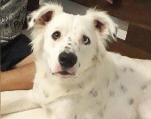 Cachorro surdo devolvido após ser adotado é acolhido por estudante também surdo