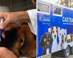 Castramóvel de Londrina implantará microchip em animais