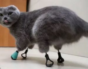 Gata ganha próteses de impressão 3D após ter as patas amputadas