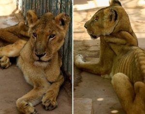 Zoológico causa revolta ao exibir leões desnutridos e doentes com costelas à mostra