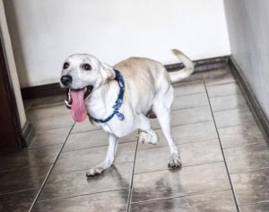 Cachorro com deficiência abandonado tem 20 interessados em sua adoção