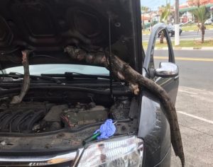 Motorista viaja do Paraná a São Paulo com jiboia em motor de carro; assista o vídeo