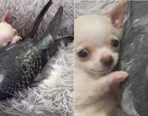 Chihuahua que não pode andar e pombo que não pode voar se tornam amigos inseparáveis; assista