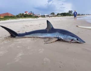 Tubarão de 2 metros encalha, é arrastado por banhistas e morre em praia do PR; assista