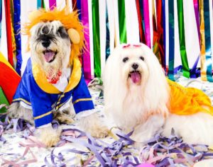 Shopping de Londrina promove Carnaval Pet para cães
