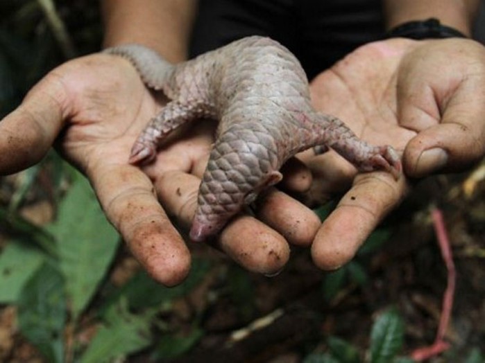 Imagem de 2016 mostra filhote de pangolim resgatado de traficantes e libertado em área de floresta na província de Sumatra, na Indonésia - Foto: AFP 