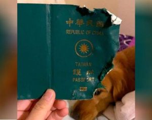 Cachorro destrói passaporte e livra dona de viagem ao epicentro do coronavírus