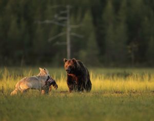 Fotógrafo flagra “amizade” entre urso e loba durante 10 dias de caça