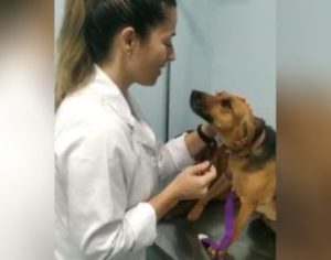 Vídeo de ‘cadela comportada’ em consulta viraliza na internet; assista