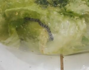 Cobra é encontrada em alface que seria vendida em feira