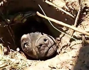 Cão enterrado vivo é resgatado com ajuda de cadela; veja o vídeo