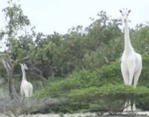 Caçadores abatem última girafa branca fêmea do Quênia