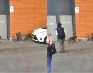 Macaco foge de vasectomia e tenta escapar de hospital levando duas fêmeas; assista