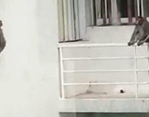 Macacos aproveitam o isolamento social e tomam conta de piscina em hotel