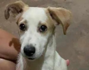 Cãozinho agredido em Ibiporã é resgatado por moradores